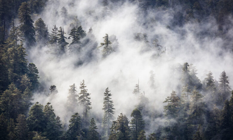Redwood Amerika Menjulang Paling Tinggi di Dunia, Ternyata Sangat Bergantung pada Kabut