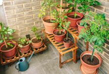 5 Sayur Ini Mudah Ditanam di Pot, Lahan Sempit Tak Lagi Jadi Alasan