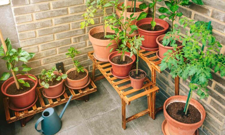 5 Sayur Ini Mudah Ditanam di Pot, Lahan Sempit Tak Lagi Jadi Alasan