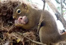 5 Mamalia Ini Ternyata Paling Tulus Mengasuh Anak Yatim, dari Gajah sampai Singa