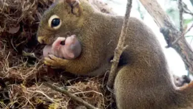 5 Mamalia Ini Ternyata Paling Tulus Mengasuh Anak Yatim, dari Gajah sampai Singa