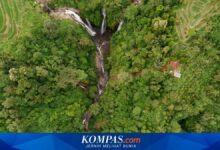 Jatim Genjot Perhutanan Sosial Naik Kelas, Usaha dan Agroforestri Jadi Andalan