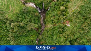 Jatim Genjot Perhutanan Sosial Naik Kelas, Usaha dan Agroforestri Jadi Andalan