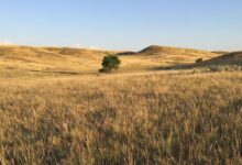 Great Plains Bukan Dataran Biasa, Hamparan Raksasa dengan Ekosistem Keras