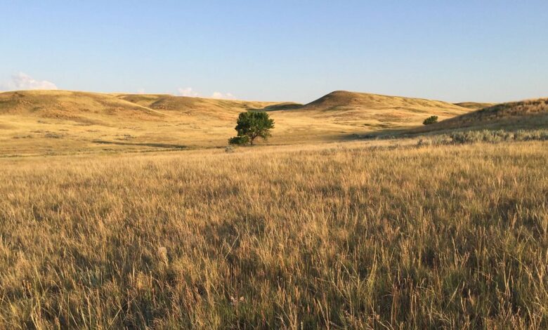 Great Plains Bukan Dataran Biasa, Hamparan Raksasa dengan Ekosistem Keras