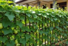 7 Inspirasi Pagar Labu yang Cantik, Teduh, dan Bisa Dipanen Sekaligus