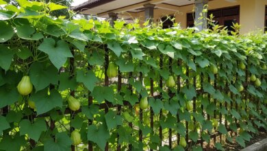 7 Inspirasi Pagar Labu yang Cantik, Teduh, dan Bisa Dipanen Sekaligus