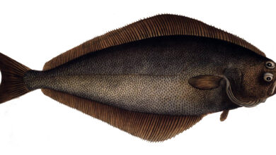 Halibut Atlantik, Raksasa Laut yang Ternyata Rapuh Saat Naik ke Permukaan