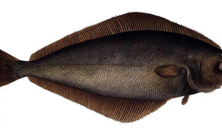 Halibut Atlantik, Raksasa Laut yang Ternyata Rapuh Saat Naik ke Permukaan