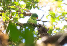 Burung Endemik Pulau Buru Ini Muncul Lagi Setelah 100 Tahun Menghilang
