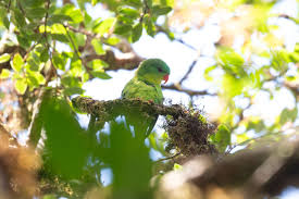 Burung Endemik Pulau Buru Ini Muncul Lagi Setelah 100 Tahun Menghilang