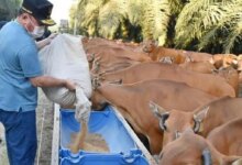 Siska Dorong Sapi Nasional, Lahan Sawit Bisa Tampung 20 Ribu Ekor