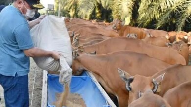 Siska Dorong Sapi Nasional, Lahan Sawit Bisa Tampung 20 Ribu Ekor