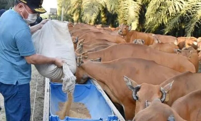 Siska Dorong Sapi Nasional, Lahan Sawit Bisa Tampung 20 Ribu Ekor