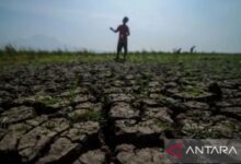 Kekeringan Mulai Lumpuhkan Pasuruan, 211 KK di Winongan Bergantung pada Air Bantuan