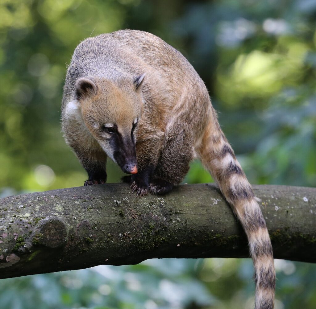 Coati Hidung Putih Ternyata Aktif Di Siang Hari, Ini Alasan Yang Bikin Mereka Unik