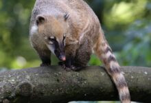 Coati Hidung Putih Ternyata Aktif Di Siang Hari, Ini Alasan Yang Bikin Mereka Unik