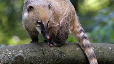 Coati Hidung Putih Ternyata Aktif Di Siang Hari, Ini Alasan Yang Bikin Mereka Unik