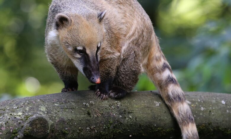 Coati Hidung Putih Ternyata Aktif Di Siang Hari, Ini Alasan Yang Bikin Mereka Unik