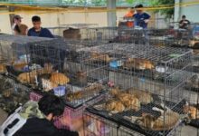 Sindikat Daging Kucing Digulung, Ratusan Anabul Diselamatkan di Ho Chi Minh