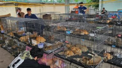 Sindikat Daging Kucing Digulung, Ratusan Anabul Diselamatkan di Ho Chi Minh