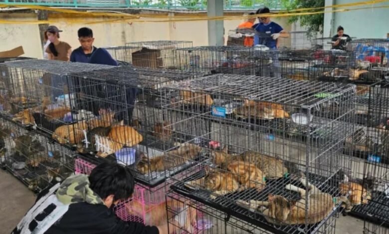 Sindikat Daging Kucing Digulung, Ratusan Anabul Diselamatkan di Ho Chi Minh