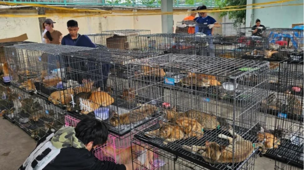 Sindikat Daging Kucing Digulung, Ratusan Anabul Diselamatkan di Ho Chi Minh