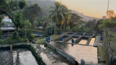Jerigen Bekas Bisa Jadi Kolam Gabus, Solusi Murah untuk Lahan Sempit di Rumah