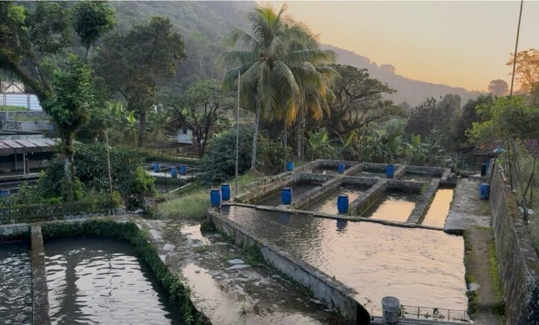 Jerigen Bekas Bisa Jadi Kolam Gabus, Solusi Murah untuk Lahan Sempit di Rumah