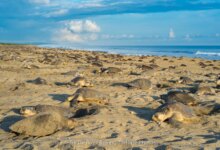 Penyu Ternyata Punya “GPS” Alami, Begini Cara Mereka Selalu Pulang ke Pantai Kelahiran