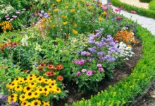6 Tanaman Hias Outdoor Pembawa Rezeki, Cantik dan Bikin Depan Rumah Lebih Tenang