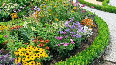 6 Tanaman Hias Outdoor Pembawa Rezeki, Cantik dan Bikin Depan Rumah Lebih Tenang