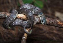 7 Ular Pemakan Siput yang Rahangnya Beradaptasi Khusus, Bahkan Ada yang Hanya Makan Itu