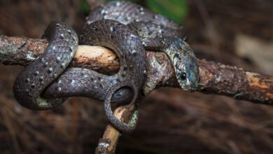 7 Ular Pemakan Siput yang Rahangnya Beradaptasi Khusus, Bahkan Ada yang Hanya Makan Itu