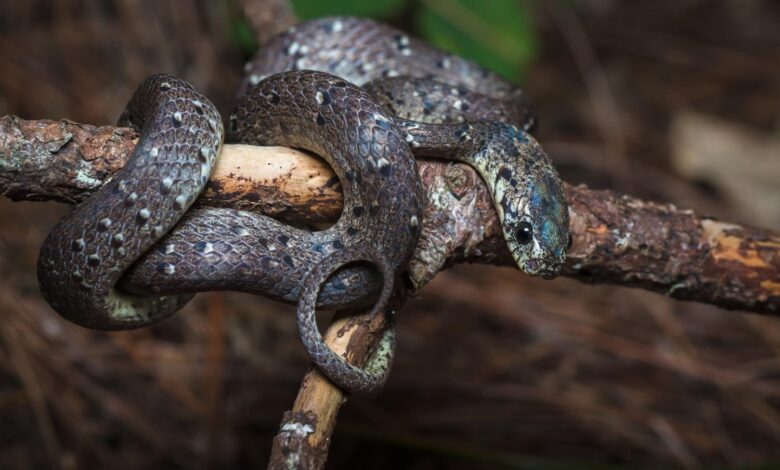 7 Ular Pemakan Siput yang Rahangnya Beradaptasi Khusus, Bahkan Ada yang Hanya Makan Itu