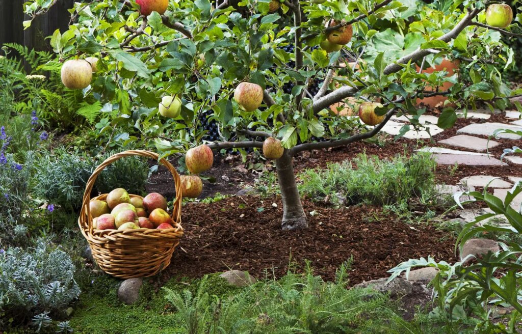 8 Pohon Buah Berakar Jinak, Garasi Tetap Adem Tanpa Takut Fondasi Retak