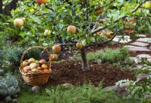 8 Pohon Buah Berakar Jinak, Garasi Tetap Adem Tanpa Takut Fondasi Retak