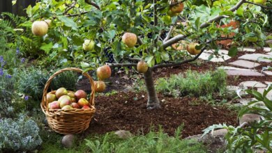 8 Pohon Buah Berakar Jinak, Garasi Tetap Adem Tanpa Takut Fondasi Retak
