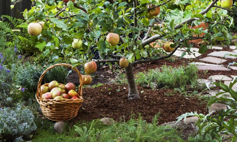 8 Pohon Buah Berakar Jinak, Garasi Tetap Adem Tanpa Takut Fondasi Retak