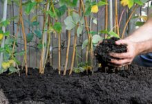 8 Ide Kebun yang Bikin Limbah Ternak Naik Kelas dan Panen Makin Subur