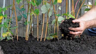 8 Ide Kebun yang Bikin Limbah Ternak Naik Kelas dan Panen Makin Subur