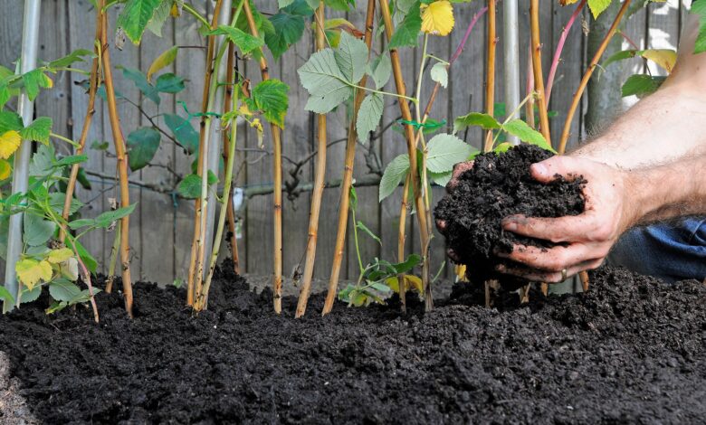 8 Ide Kebun yang Bikin Limbah Ternak Naik Kelas dan Panen Makin Subur