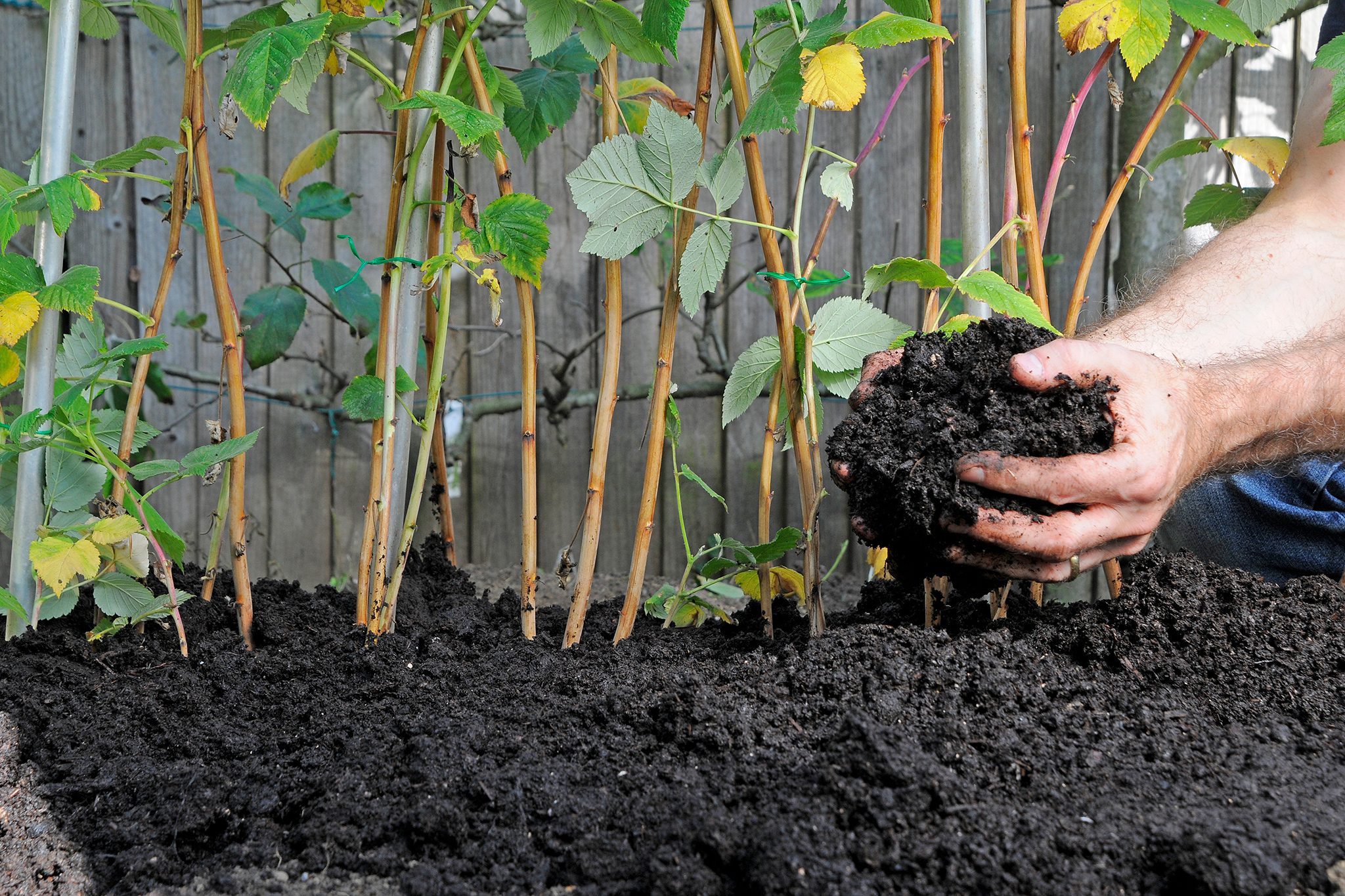 8 Ide Kebun yang Bikin Limbah Ternak Naik Kelas dan Panen Makin Subur