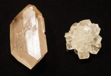 Gula Tebu Disulap Jadi Pemanis Rendah Kalori, Australia Siap Ubah Pasar