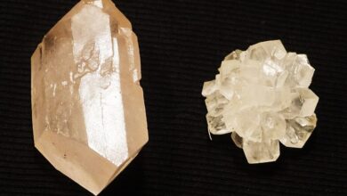 Gula Tebu Disulap Jadi Pemanis Rendah Kalori, Australia Siap Ubah Pasar