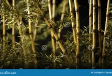 6 Prompt Gemini AI di Hutan Bambu, Foto Dramatis yang Tetap Terlihat Asli