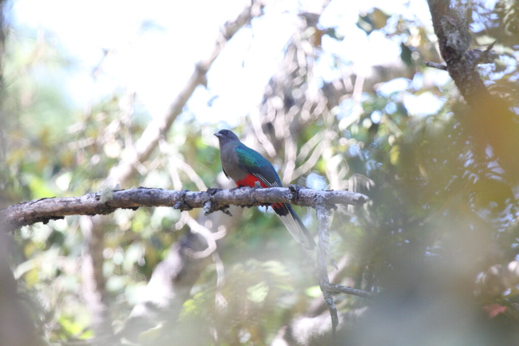 Eared Quetzal, Si Permata Pegunungan yang Ternyata Bisa Bermigrasi Jauh