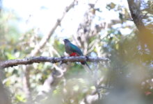 Eared Quetzal, Si Permata Pegunungan yang Ternyata Bisa Bermigrasi Jauh