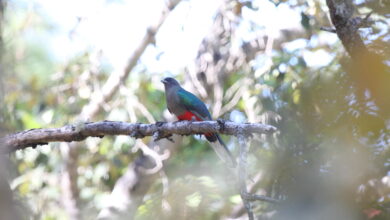 Eared Quetzal, Si Permata Pegunungan yang Ternyata Bisa Bermigrasi Jauh