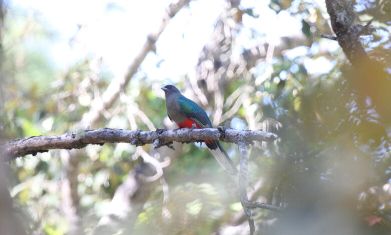 Eared Quetzal, Si Permata Pegunungan yang Ternyata Bisa Bermigrasi Jauh